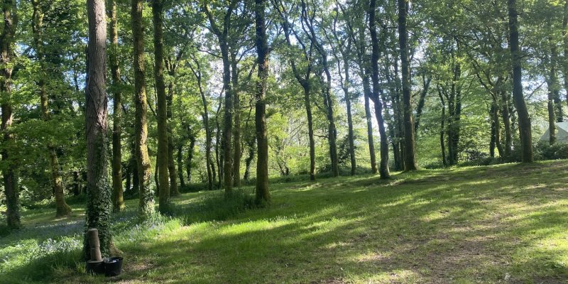 Le petit forêt